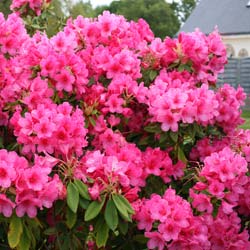 Rododendro rojo 'Anna Rose Whitney'